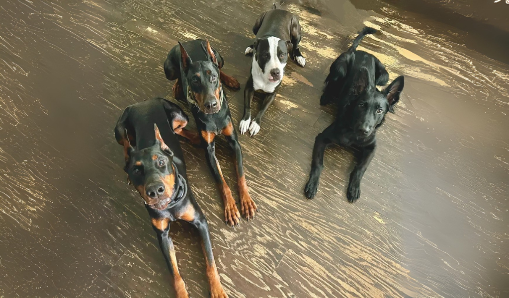 Why and How to Teach Your Dog the 'Watch Me' Command for Focus and Obedience